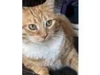 Adopt Brandy a Orange or Red (Mostly) Domestic Shorthair / Mixed (short coat)