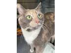 Adopt Poppy a Calico or Dilute Calico Calico / Mixed (short coat) cat in