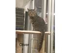 Adopt Oliver (Bonded to Finn) a Brown or Chocolate Domestic Shorthair / Domestic