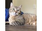 Adopt Toggle a Brown Tabby Domestic Shorthair / Mixed cat in Candler