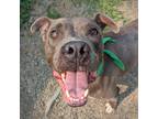 Adopt Diesel a Pit Bull Terrier / Mixed dog in Troutdale, OR (38121550)