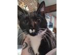 Adopt Snazzy a Domestic Short Hair