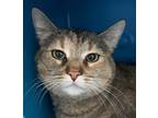 Adopt Tiger Lily a Brown Tabby Domestic Shorthair / Mixed (short coat) cat in