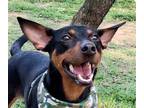 Adopt Bennie a Bernese Mountain Dog / Mixed dog in San Ramon, CA (38133854)