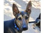 Adopt Teddy a German Shepherd Dog / Mixed dog in San Ramon, CA (38219738)