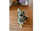 Adopt Mischa a German Shepherd Dog