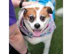 Adopt Stella IX a Beagle