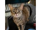 Adopt Audrey a Abyssinian, Domestic Short Hair