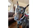 Adopt Marlie a Doberman Pinscher