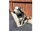 Adopt Bella a Black - with White Husky / Mixed dog in Escondido, CA (38089760)
