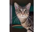Adopt Cosmos a Gray or Blue Domestic Shorthair / Domestic Shorthair / Mixed cat