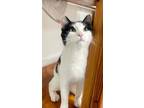 Adopt Dolly a Domestic Short Hair