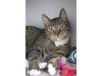 Adopt Lucky a Brown Tabby Domestic Shorthair / Mixed Breed (Medium) / Mixed