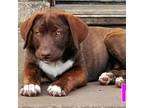 Adopt Mocha a Great Dane, German Shepherd Dog