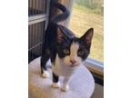 Adopt Ward a Domestic Shorthair / Mixed (short coat) cat in Portland