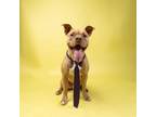 Adopt Eduardo (foster) a Tan/Yellow/Fawn American Pit Bull Terrier / Mixed dog