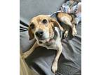 Adopt Boomer a Brown/Chocolate Beagle / Mixed dog in North Wilkesboro
