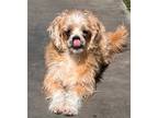 Adopt Ace a Red/Golden/Orange/Chestnut Pekingese / Mixed dog in Capistrano