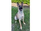 Adopt Sammy a Tan/Yellow/Fawn - with Black Shepherd (Unknown Type) / Mixed dog