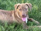 Adopt Lilly - Tilly’s 5 pups a Brown/Chocolate Hound (Unknown Type) / Pit Bull