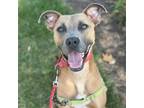 Adopt Murphy Lea a Brown/Chocolate American Staffordshire Terrier / Mixed dog in