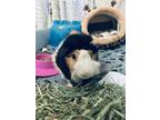 Adopt Rocco a Black Guinea Pig / Mixed small animal in Hamilton, ON (38234775)