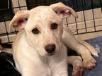 Adopt Joy a Labrador Retriever, Australian Cattle Dog / Blue Heeler