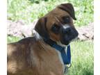 Adopt TINA a Boxer