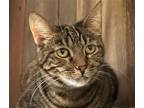 Adopt Mimi a Brown Tabby Domestic Shorthair / Mixed (short coat) cat in Oakland