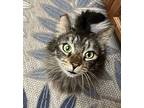 Adopt Lala [CP] a Brown Tabby Domestic Longhair / Mixed (long coat) cat in