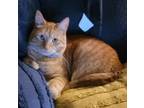 Adopt Pipsqueak a Orange or Red Domestic Shorthair / Mixed cat in Battle Ground