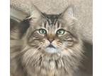 Adopt Suki a Brown Tabby Domestic Longhair / Mixed (long coat) cat in Oakland
