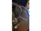 Adopt Rogue a Gray or Blue (Mostly) Domestic Shorthair (short coat) cat in