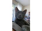 Adopt Silver a Gray, Blue or Silver Tabby Domestic Shorthair (short coat) cat in