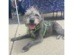 Adopt Lucky Girl a Gray/Silver/Salt & Pepper - with White Terrier (Unknown Type