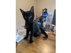 Adopt T'Challa a All Black Domestic Shorthair (short coat) cat in Newport Beach