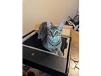 Adopt Jean a Gray, Blue or Silver Tabby Domestic Shorthair (short coat) cat in