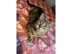 Adopt Sofia INDOOR ONLY a Domestic Short Hair, Russian Blue
