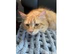 Adopt Lady aka Mamish a Domestic Long Hair, Tabby