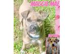 Adopt Maggie Mae a Labrador Retriever