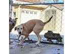 Adopt Dorothy a Black Mouth Cur