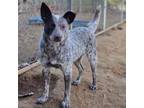 Adopt Lacey a Australian Cattle Dog / Blue Heeler