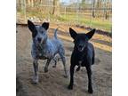Adopt Lottie a Australian Cattle Dog / Blue Heeler