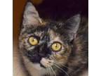 Adopt Reba a Tortoiseshell Domestic Shorthair / Mixed (short coat) cat in