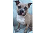 Adopt Beverly a Staffordshire Bull Terrier