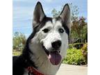 Adopt Ducky a Black - with White Husky / Mixed dog in Woodland, CA (38134693)