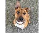 Adopt Toby a Tan/Yellow/Fawn - with White American Staffordshire Terrier / Mixed