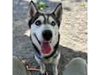 Adopt Noche a Black - with White Husky / Mixed dog in Woodland, CA (38148127)