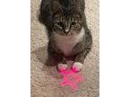 Adopt Tilly a Domestic Short Hair, Tabby