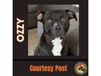 Adopt OZZY #2 a Black - with White American Pit Bull Terrier / Mixed dog in